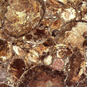 Petrified Wood