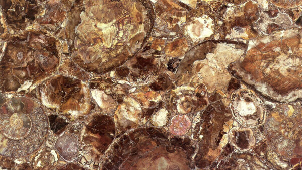 Petrified Wood