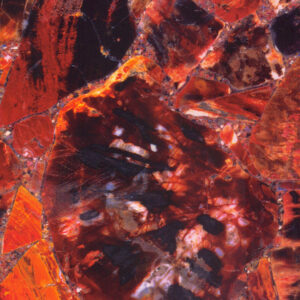 Red Petrified Wood