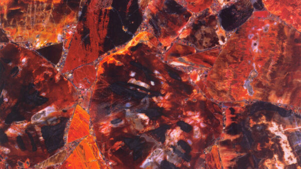 Red Petrified Wood